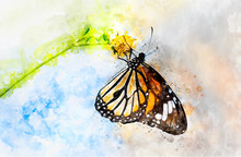 Watercolor Art Painting Of Colorful Butterfly
