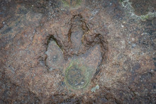 The Footprints Of Dinosaur On A Stone
