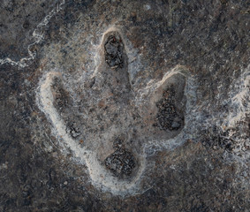 Wall Mural - The footprints of dinosaur on a stone