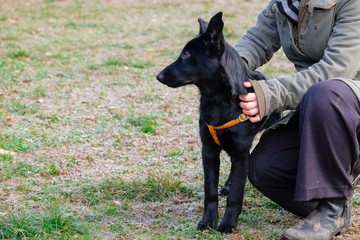 Black German Sheepard Dog Puppy in training class. Portrait, Running, Dog Trainer