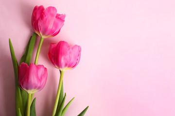 Canvas Print - Bouquet of beautiful pink tulips