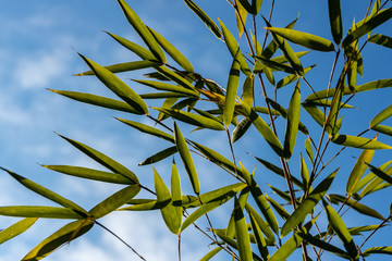 Wall Mural - Close-up evergreens graceful green bamboo Phyllostachys aureosulcata on a background of bright blue sky with white clouds. Lovely background for any design.