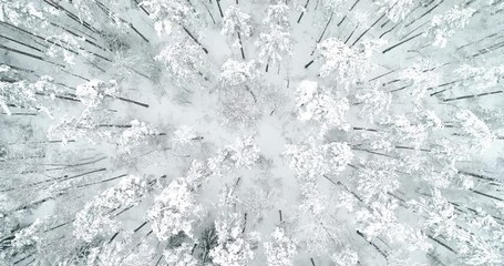 Wall Mural - Aerial view fly over of a winter snow-covered pine forest. Winter forest texture. Aerial view. Aerial drone view of a winter landscape. Snow covered forest. Aerial movie