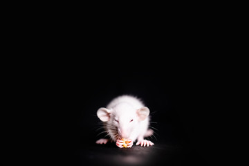 Wall Mural - Cute Little Rat eating a cookie, Pet Rat eating a treat. Fluffy rodent pet with little hands holding food. Black background