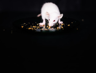 Wall Mural - Cute Little Rat eating a crumbs on the plate, Pet Rat eating a treat. Fluffy rodent pet with little hands holding food. Black background