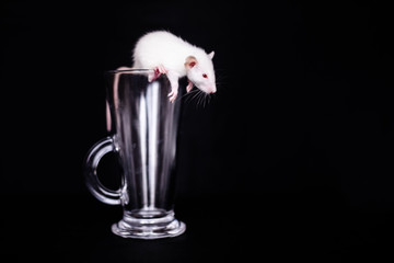 Wall Mural - Cute Little White Rat in the glass cup for cuppuchino. Black background