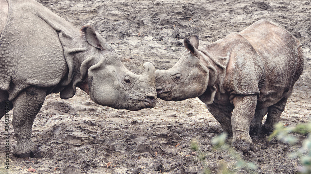 One Horned Rhinoceros. Amazing close up photo of an adult rhino and a ...