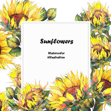 Greeting Card With Sunflowers. Watercolor Illustration On White Background.