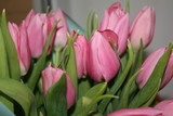 Fototapeta Tulipany - bouquet of tulips closeup, tulip flower background