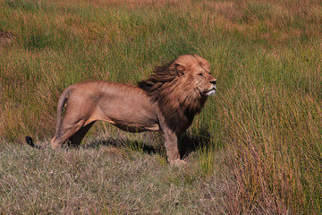 Canvas Print - tanzania safari ngorongoro serengety