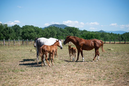 Fototapete - Country style and country life