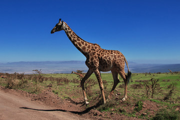 Sticker - tanzania safari ngorongoro serengety