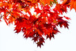 Red maple branches on white isolated background, Maple tree branches on sky in autumn season, maple leaves turn from orange to red, season change in Japan.