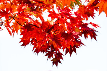red maple branches on white isolated background, maple tree branches on sky in autumn season, maple 