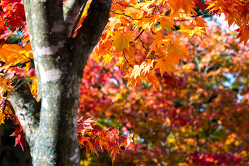 Wall Mural - Autumn landscape blurred maple tree in the Park, Autumn Season, and Maple Tree Branch Bright Colors with Orange Red Green Maple Tree Background