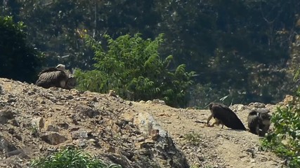 Wall Mural - flock of huge vulture eating meat in the heat of sunlight. group of himalayan griffon eating carcass