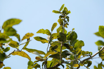 Beautiful leaves and flowers