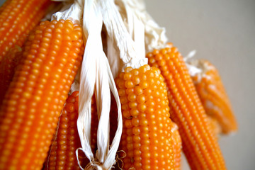 organic corn cobs together