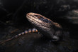 © RooM The Agency - Close up of eastern blue tongued lizard