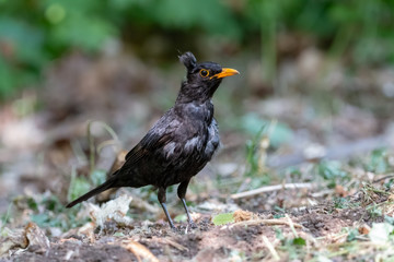 Wall Mural - Disheveled blackbird on the ground in the forest. Moulted black thrush bird (Turdus merula) with yellow beak on blurred background.