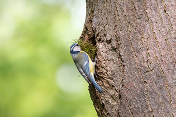 Wall Mural - Blue tit perching on the nesting hole entrance with bunch of moss in a beak. Little yellow passerine bird with blue crown (Cyanistes caeruleus) collecting nest material.