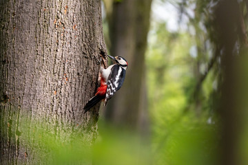 Wall Mural - Great spotted woodpecker perching on the tree trunk next to the nest hole. Male woodpecker (Dendrocopos major)  colored black and white with red undertail.