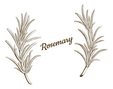 Rosemary Branches Isolated Vector. Provence Herbs. Green Leaf, Leaves, Twig, Branch, Herb, Stick. Botanical. Floral. Herbal. Flower. Ingredient, Spice, Organic. Retro Engraving Ink Drawing.