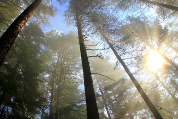 sun and fog in the forest