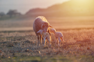 Two newborn lambs and sheep on field in warm sunset light