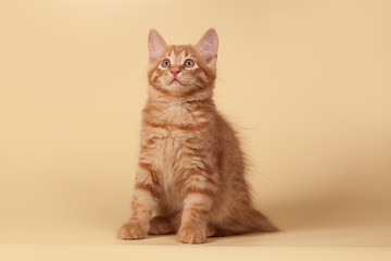 Red, small kitten on Studio cream background