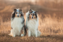 Two Collie Dogs Sitting In An Autumn Meadow At Sunset
