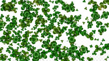 Vector Clover Leaf  Isolated On Transparent Background With Space For Text. St. Patrick's Day Illustration. Ireland's Lucky Shamrock Poster. Invintation For Concert In Pub. Top View. Success Symbols.