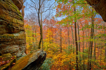 Wall Mural - fall foliage from crack in the rocks, ky