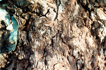 background wood natural centuries-old tree located in the Park, the colors in the spectrum of brown. textured pattern