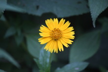 Yellow Arnica Flower