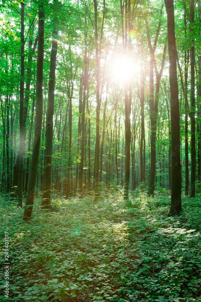 green Forest trees. nature green wood sunlight backgrounds - obrazy, fototapety, plakaty 
