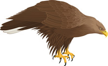 Vector White-tailed Eagle