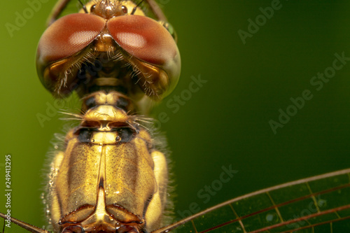Wandering Glider The Globe Skimmer Globe Wanderer Scientific Name Pantala Flavescens Hanging On A Green Plant Head Shot Top Down View And Right Wing In Focus With A Beautiful Dark Green Background Stock Photo