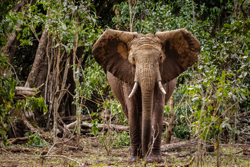 Young muddy African elephant with ears extended looking at camera.