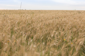 wheat field. ripe wheat. ears. margin. nature