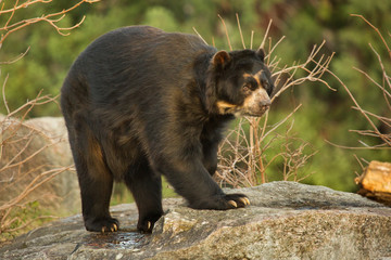 spectacled bear (tremarctos ornatus).