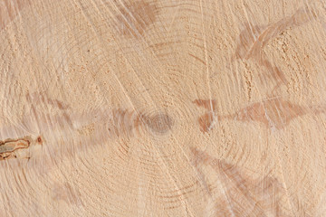 Wall Mural - The texture of the end of the tree. Saw cut wood close up. Rough-wood on floors. Wood background.