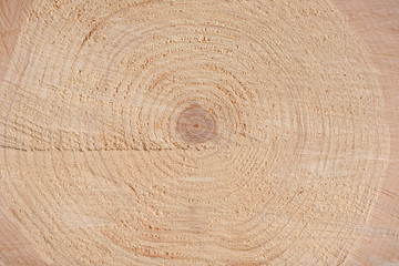 Wall Mural - The texture of the end of the tree. Saw cut wood close up. Rough-wood on floors. Wood background.