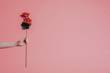 giving a rose for valentines day