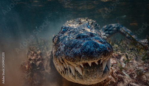 Plakat Krokodyl aligator amerykański Saltwater w wodzie bardzo blisko podwodnego strzału