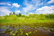 Everglades National Park. Swamps Of Florida. Big Cypress National Preserve. Florida. USA.