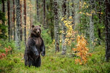 Poster - brown bear standing on his hind legs in the autumn forest. scientific name: ursus arctos. natural ha