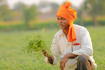 Indian farmer at the chickpea field, farmer showing chickpea plants