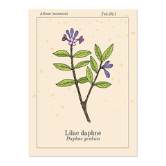 Wall Mural - Lilac-daphne daphne genkwa , medicinal plant