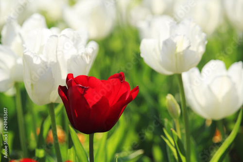Dekoracja na wymiar  jeden-jasny-czerwony-tulipan-w-polu-bialych-tulipanow-w-kwietniu